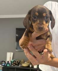 Purebred Mini choc Dachshunds 