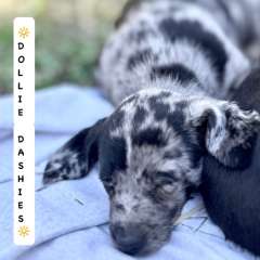 💛⭐️💛  DOLLIE Daschund Pups 💛⭐️💛‼️Ready         now‼️