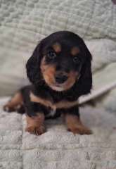 Mini Longhaired Dachshund Puppy&#039;s